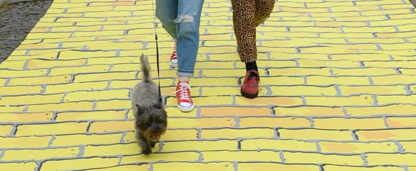 A yellow brick road with 2 peoples legs and toto walking down it.