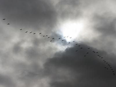 From Solway to Svalbard by Stuart Macpherson, Emma Dove and Pete Smith